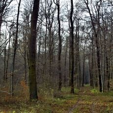 Linderter und Stamstorfer Holz