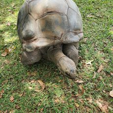 Tulawaka Gold Coaster