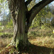 Obrázek západně od Spankova