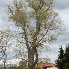 Populus nigra in Oberbobritzsch