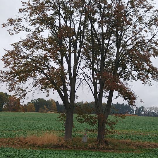 Kříž v polích východně od Záhostic