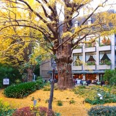 Risky Ginkgo