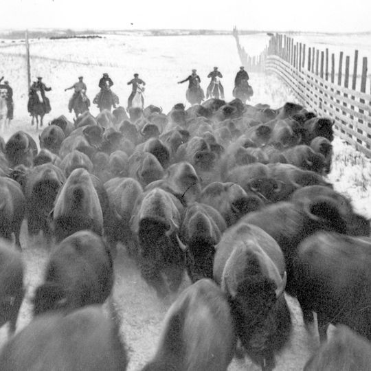 Parc national Buffalo