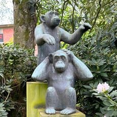 Chimpanzees