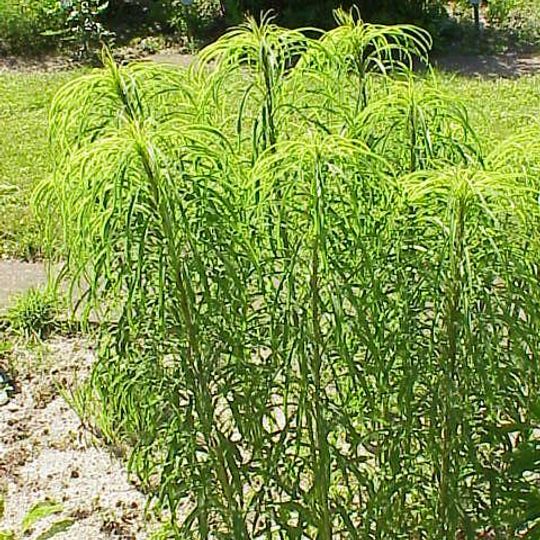 Jardin aux Plantes la Bouichère
