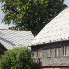 Javor stříbrný v Jiříkově