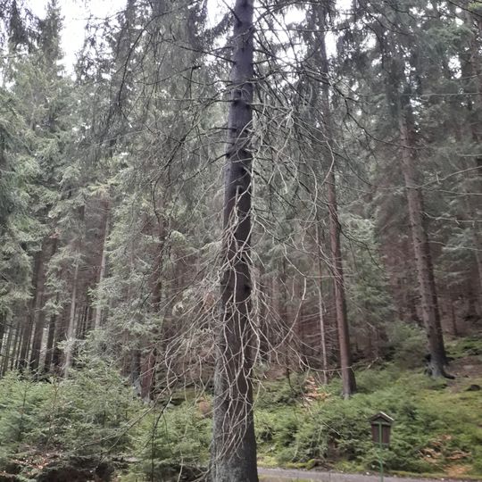 Horní úbočský smrk