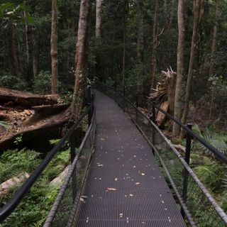 Minnamurra Rainforest