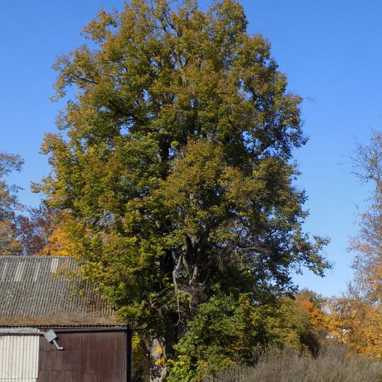 Jindřichovická lípa v zámeckém parku
