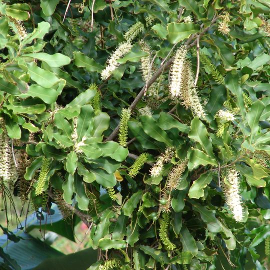 Parque nacional Monte Bauple