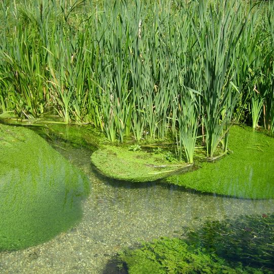 Itchen Stoke and Ovington