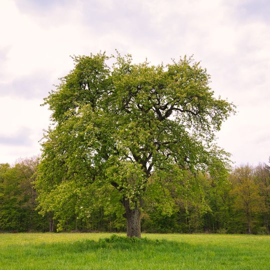 1 Birnbaum Hohen Hölzlein