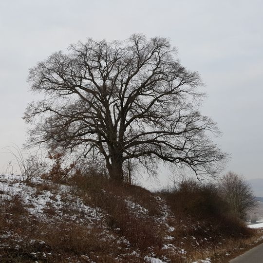 Naturdenkmal 2 Linden Saugrube