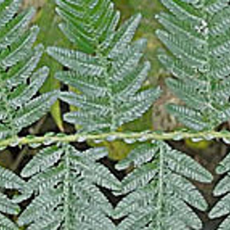 Amacayacu nationalpark