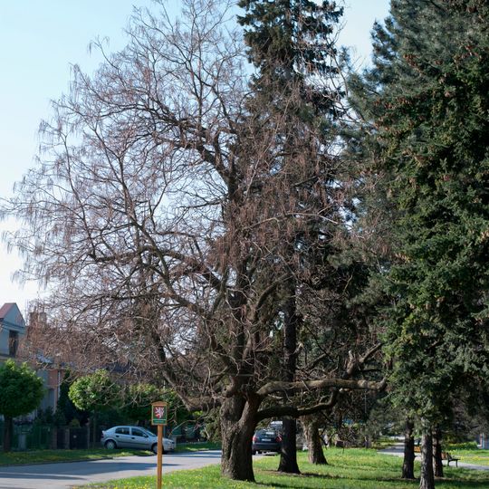 Katalpy na Schwaigrově náměstí