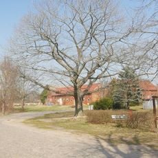 Naturdenkmal Stieleiche am Spielplatz Frauenhorst