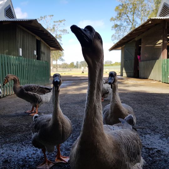 Oakvale Wildlife Park