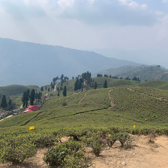 Tea garden view hand