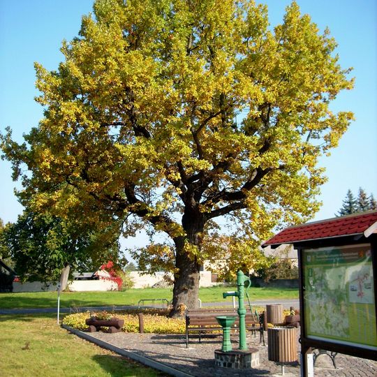 Naturdenkmal Friedenseiche Stieleiche Kölsa, Hauptstraße; Flur 2, Flurstück 174 in Kölsa