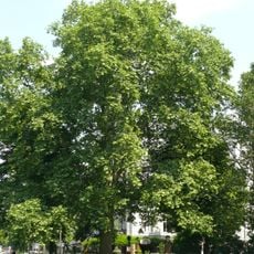 Platane Savignyplatz 5