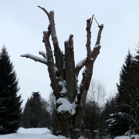 Jilm v Novém Údolí