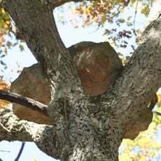 Yellowwood State Forest