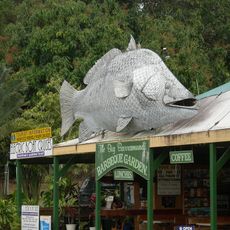 Big Barramundi