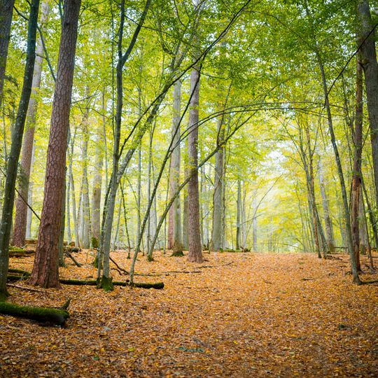 Parco nazionale della foresta di Białowieża