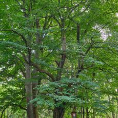 Lípy na Jalovém dvoře