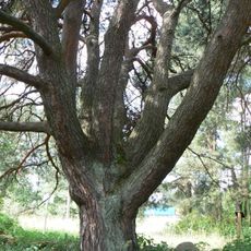 Kuusalu seitsmeharuline mänd