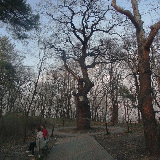 Shevchenko Quercus