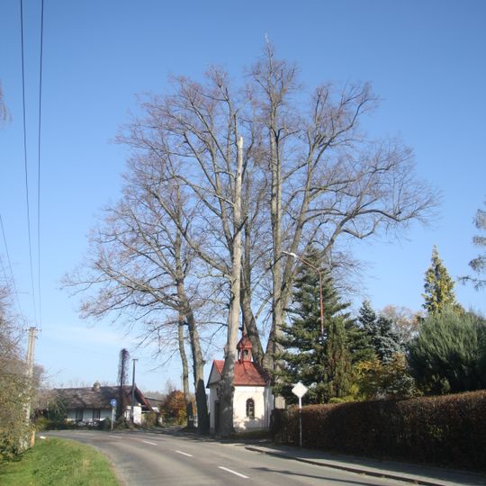 6 ks Lípa srdčitá