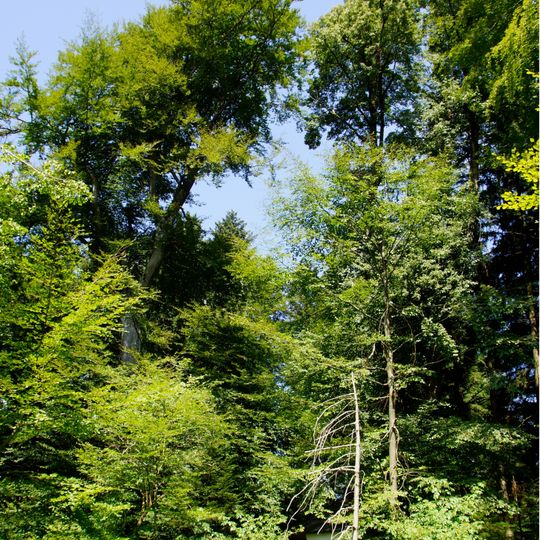 Buche an der Waldkapelle