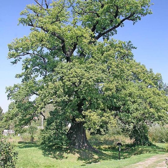 Památný dub v Lukavici