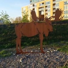 Moose