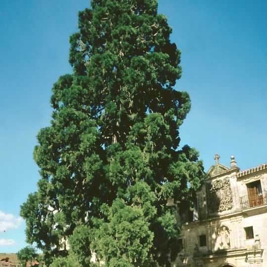 Sequoia of the monastery of Santo Domingo de Silos
