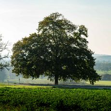 Linde an der Straße nach Wolfschlugen