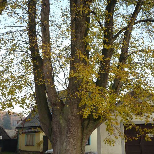 Lípa velkolistá a lípa srdčitá