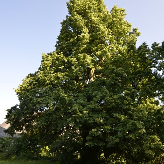 Stifterlinde von Kirchschlag