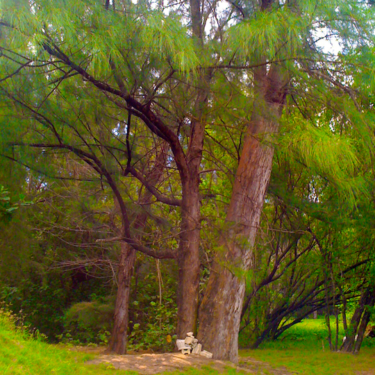 Bosque estatal de Piñones