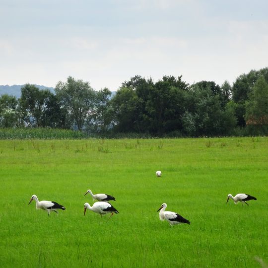 Werra-Aue zwischen Breitungen und Creuzburg
