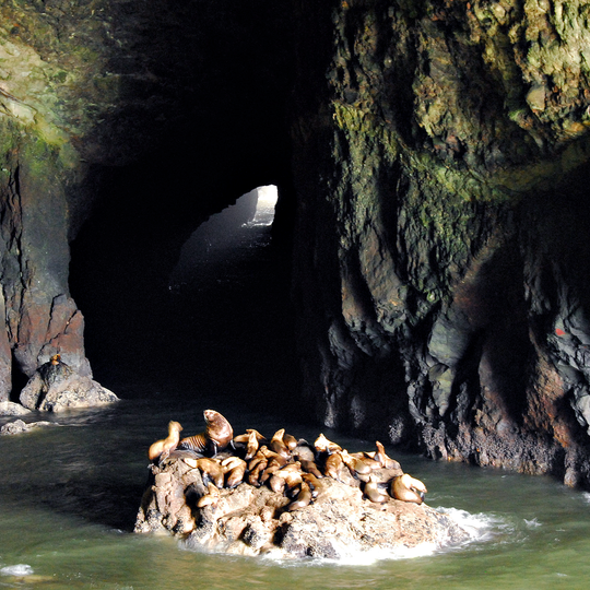 Sea Lion Caves