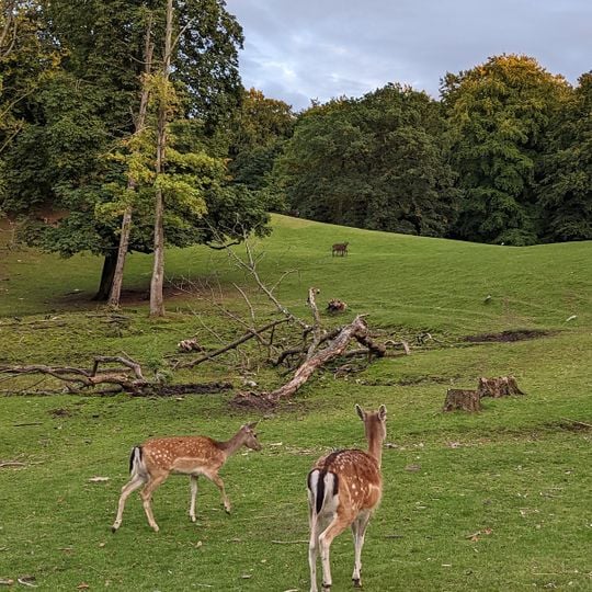 Marselisborg Deer Park