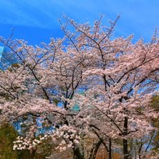 Shinjuku Central Park