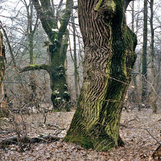 Штучні дубові насадження