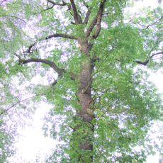 Dub u cyklostezky keTřem mostům (II.)