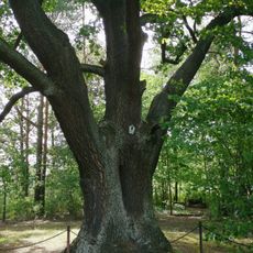 Stieleiche in Schwarzbach