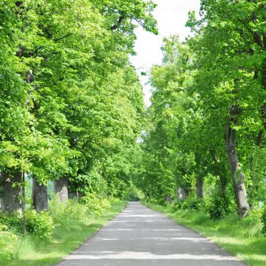 Lannenallee um Gréiwelsser Haff