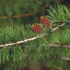 International Larix Arboretum