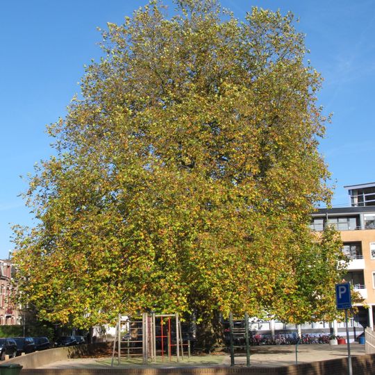 Monumental London plane on the Schimmelpenninckstraat, Amersfoort